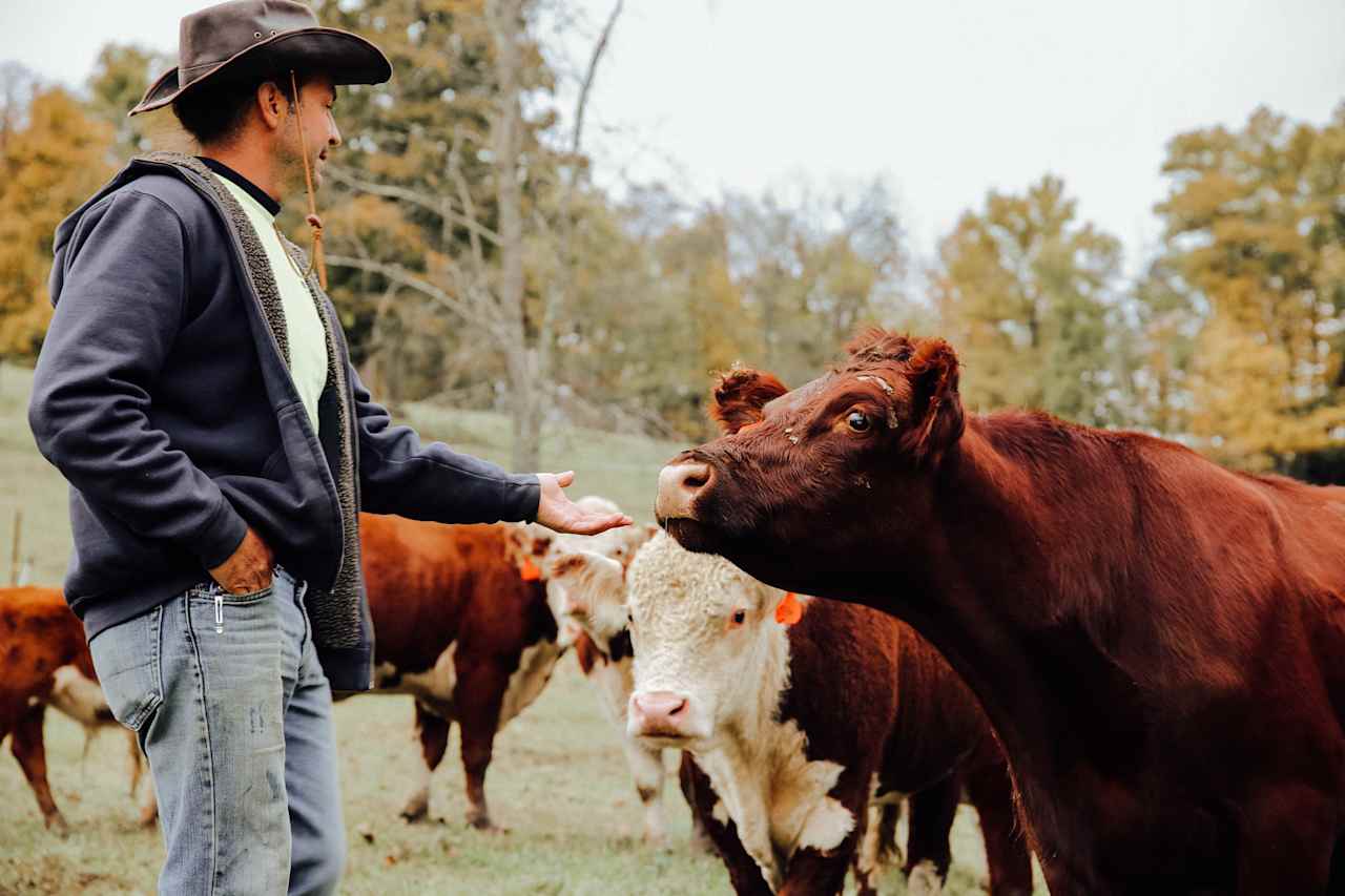 This heifer was excited to take an apple. 