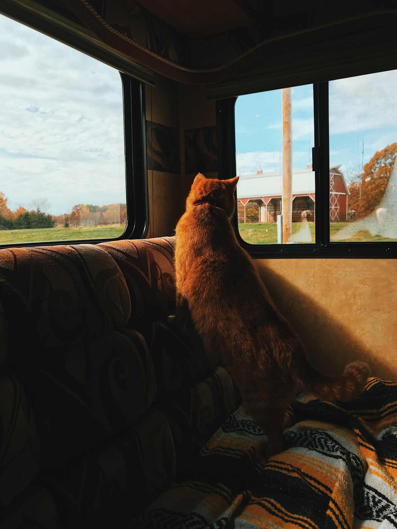 Our cat, Penny Lane, watching the horses graze. 