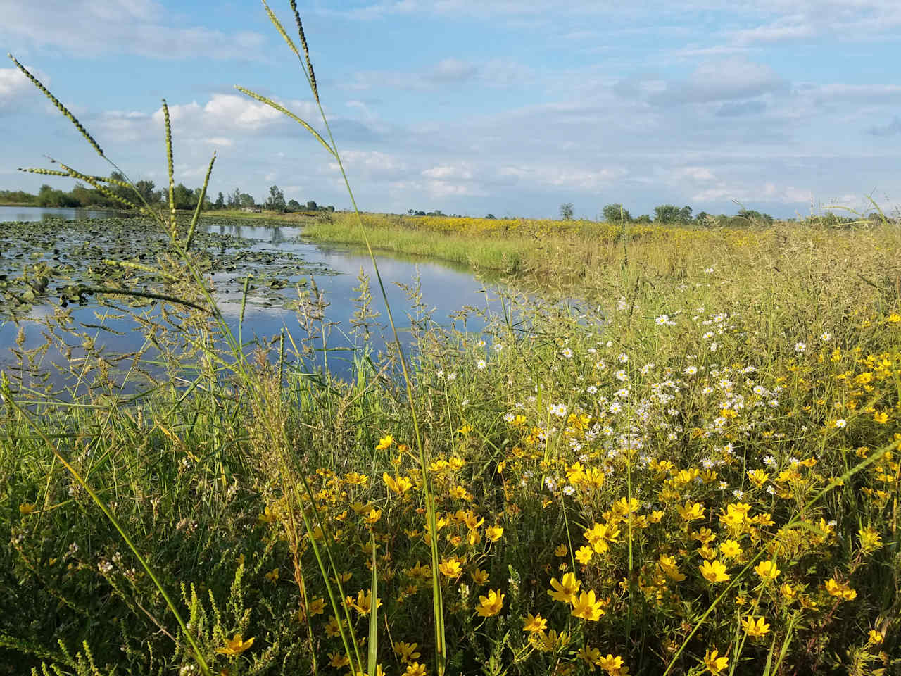 Late summer bloom along the edge for the pond.