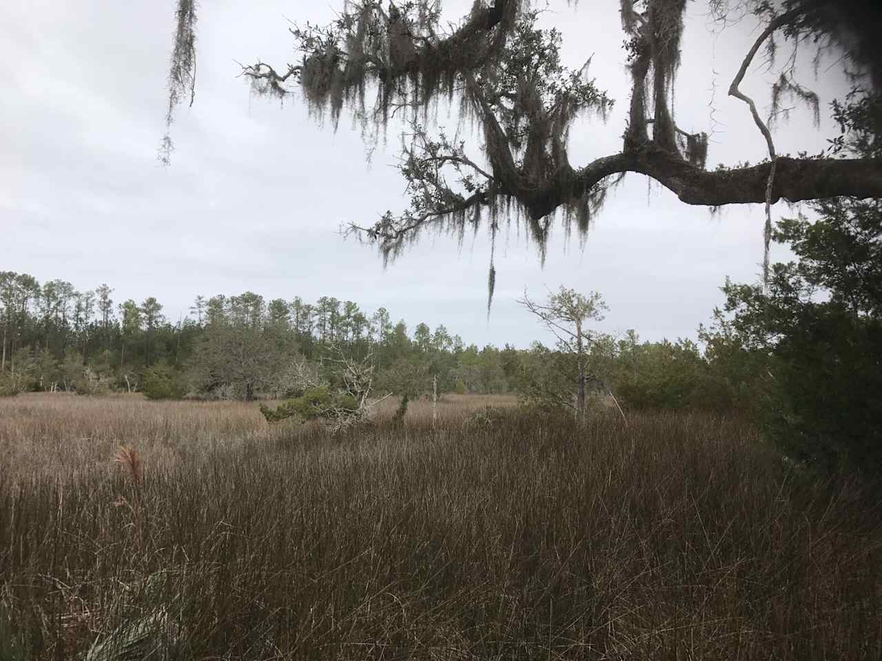 View of the tidal creek from our property