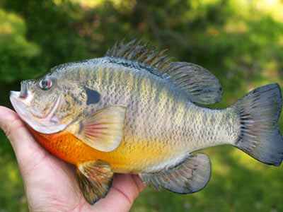 Our lake has bluegill, bass, catfish and crappie.