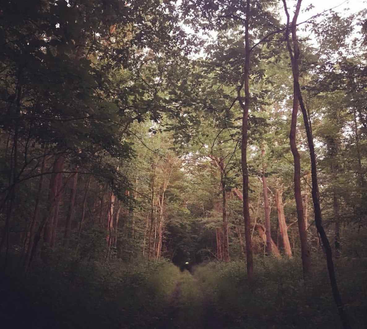 An old railroad line runs through the property and makes for one of our favorite walks on the farm. 