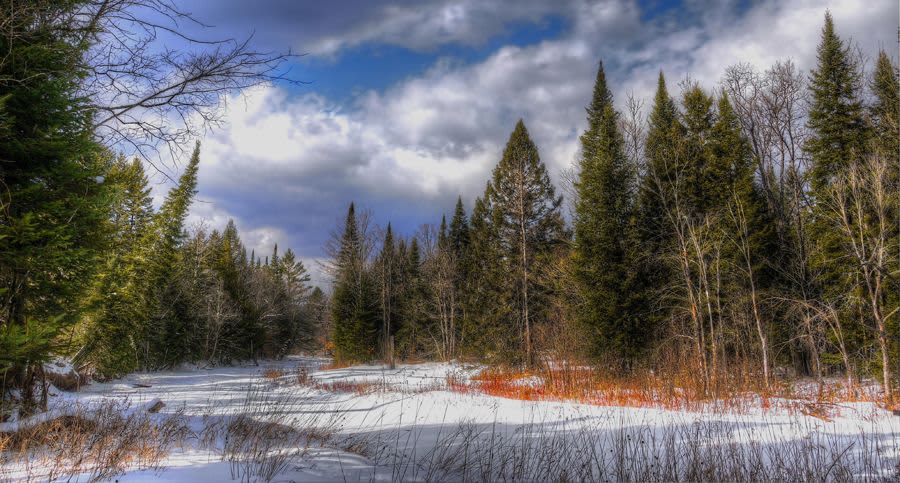 Field and Forest