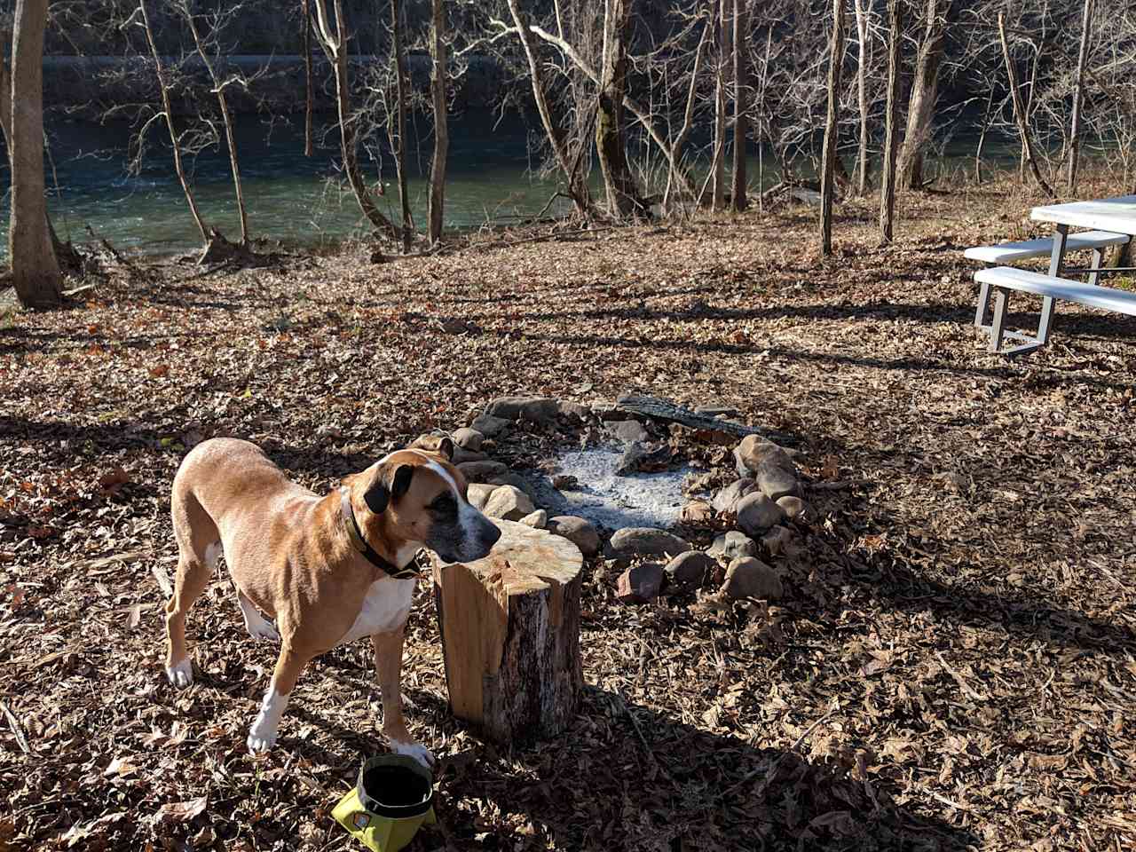 River in the background. Pup loved it.