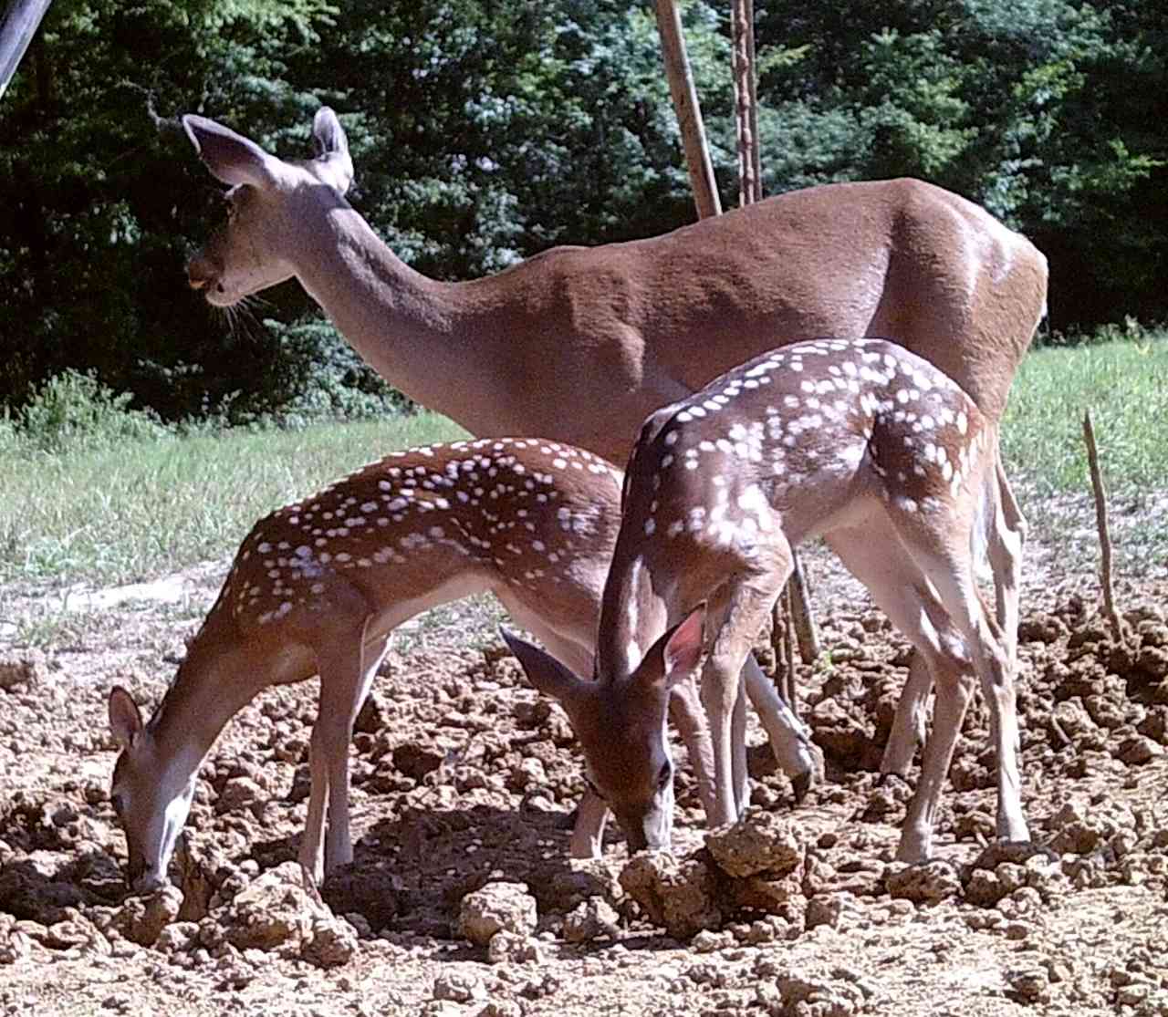 Each year our does give birth to singles and twins.  They are wild so you may or may not realize they are there.  We have several wildlife observation locations near feeders.