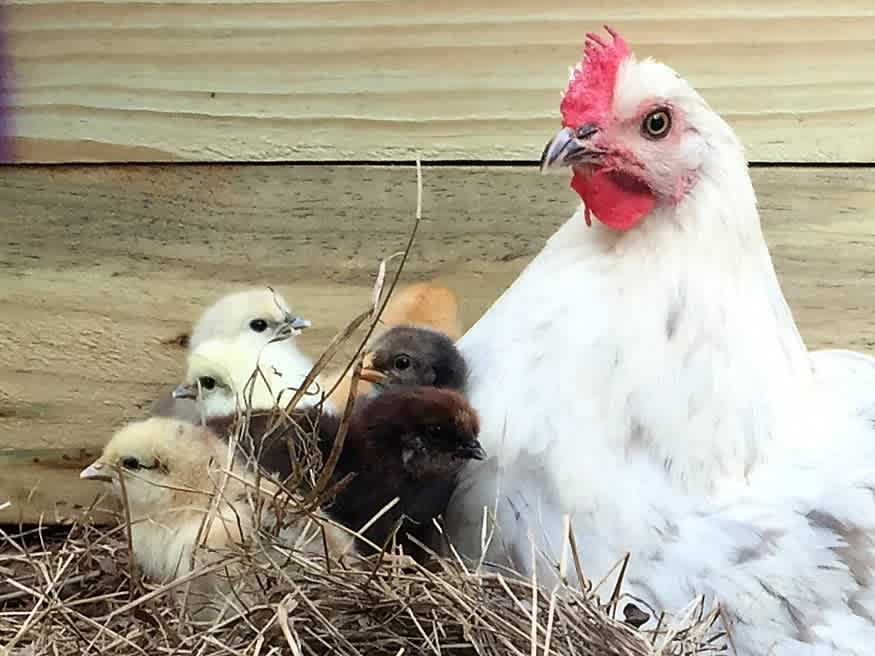 We have a flock of chickens.