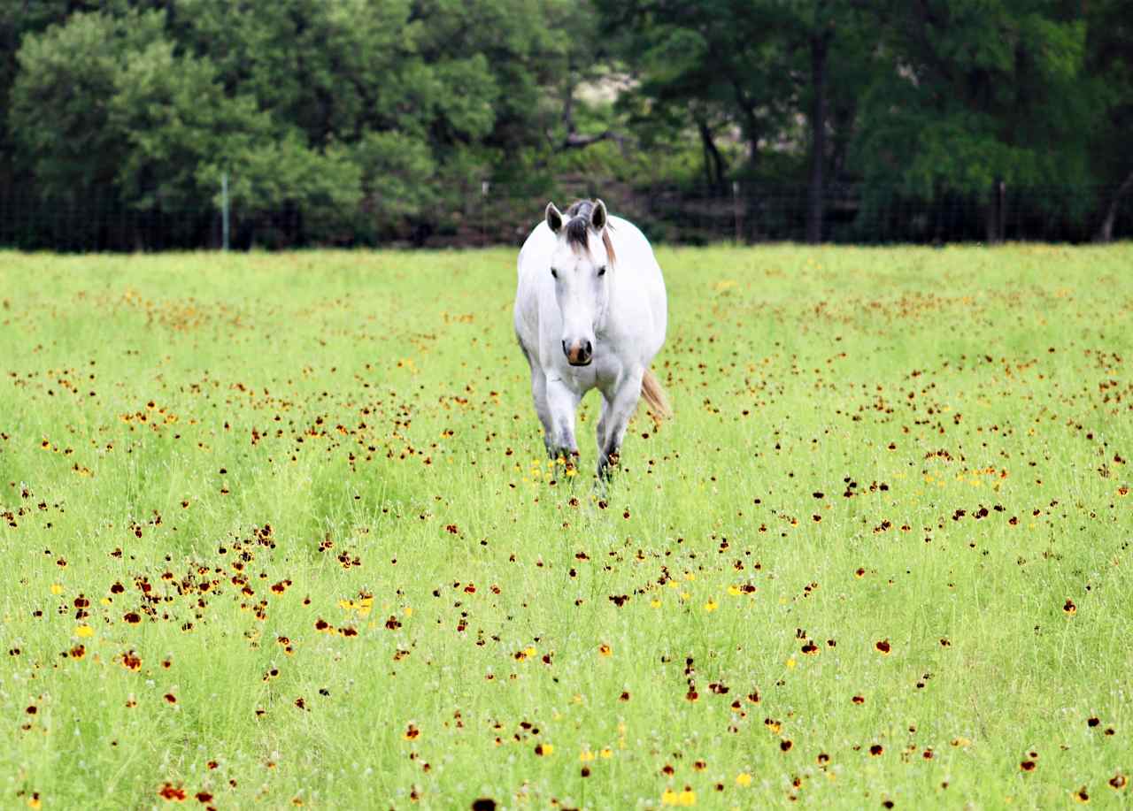 HomeAway Ranch & Wildlife Preserve