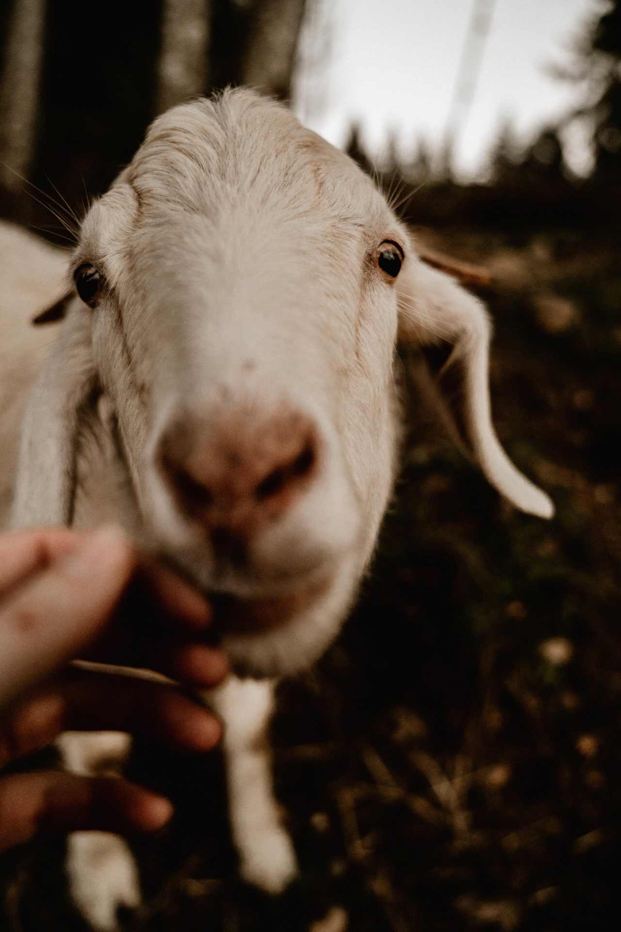 Dragos Farm