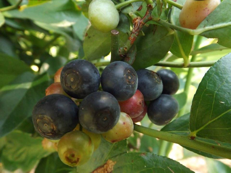 Fresh wild blueberries from the forest!