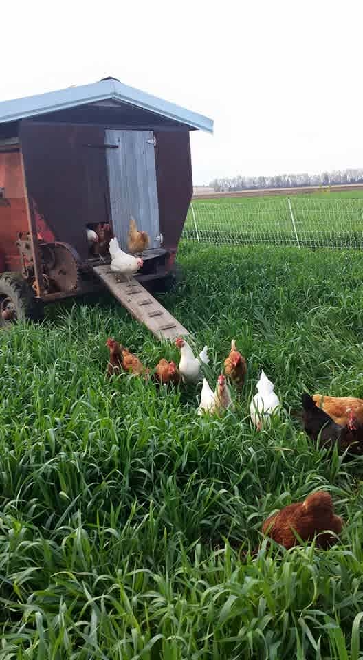 During the produce off-season our chickens are free-range. While we have vegetable growing they are pastured...because I don't like sharing my tomatoes & strawberries! :)