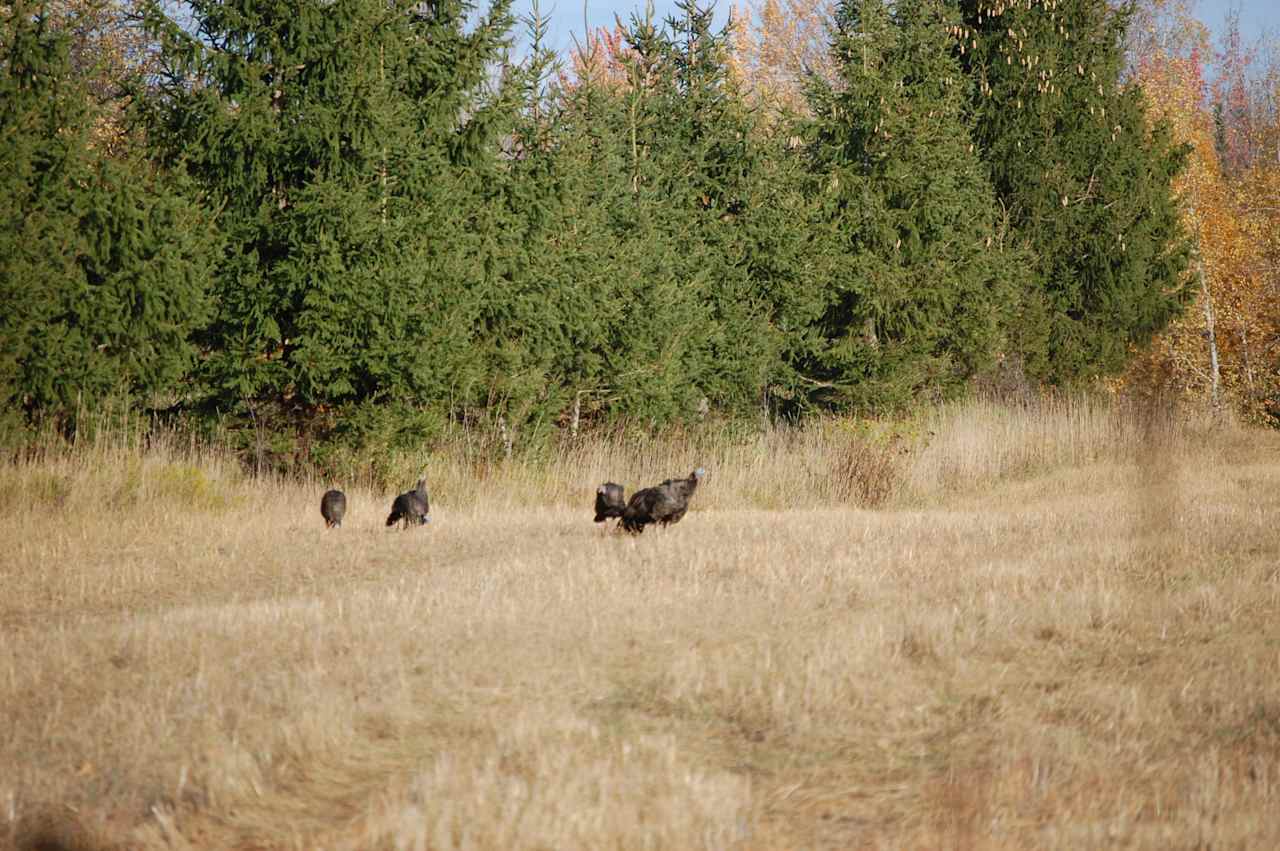 Wild turkeys!