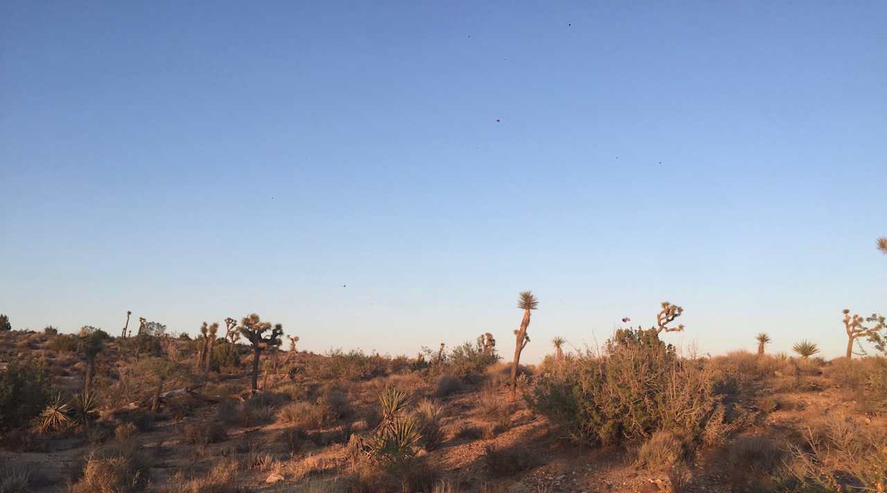 High Desert Coyote Crossing