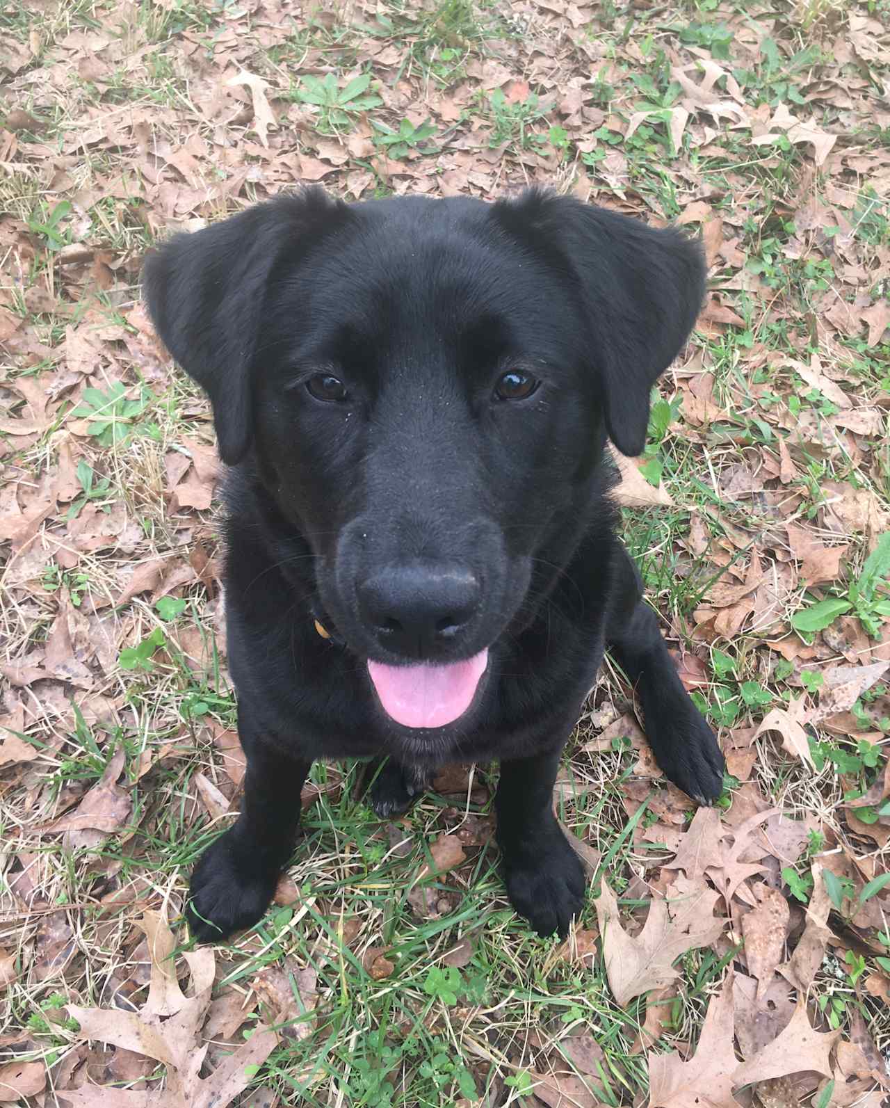 Becky - night security - All of our campers loved Becky as much as we did. RIP baby girl. I love you forever, Mama. 