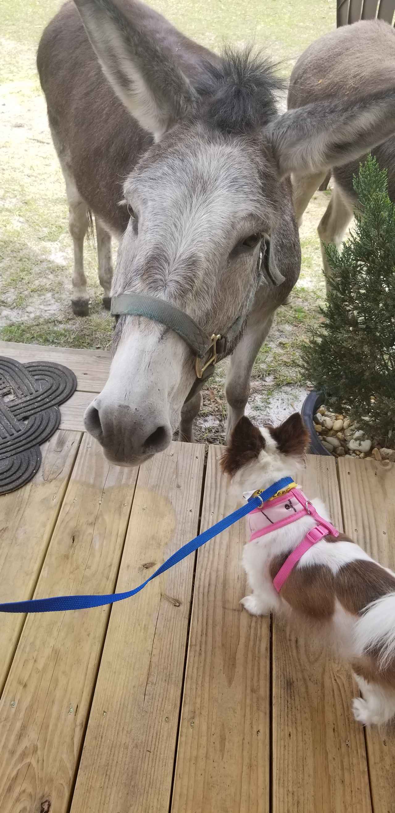 Cherry B and Bonnet the resident Donkey 