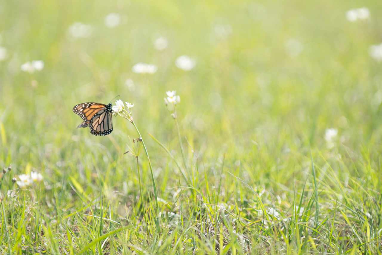 There were wildflowers everywhere!