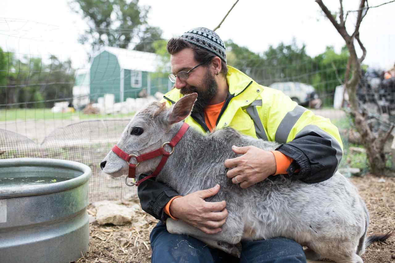 Your host, Daniel, and his adorable baby Zebu named Roo 