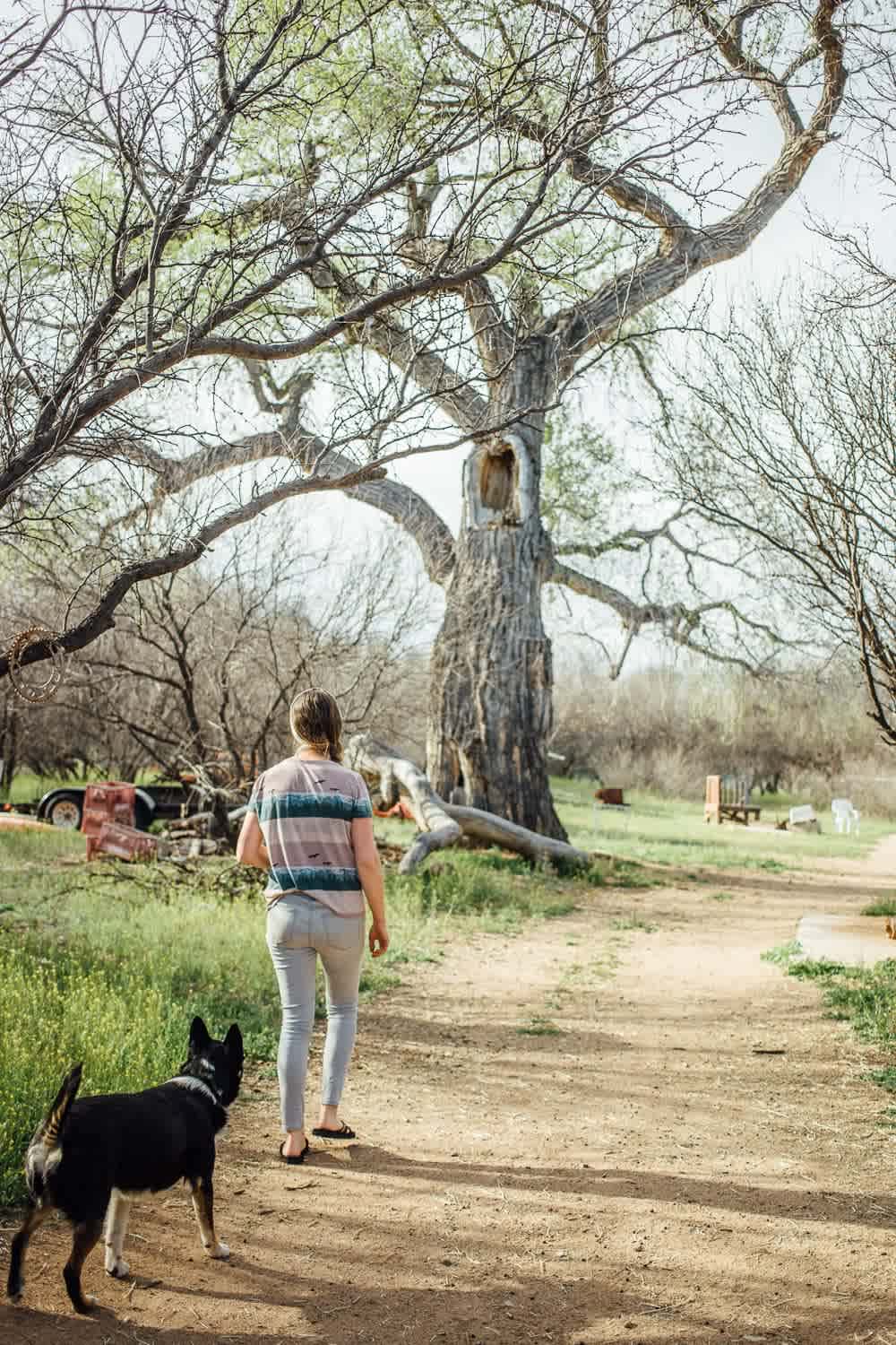 Take a stroll around the property and admire this beautiful giant cottonwood tree.