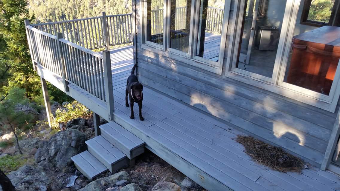 Sasha on the deck - well-behaved pets are welcome - cats too! (Before makeover)