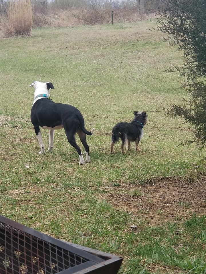 Lou and his girl Roxy listening to all the sounds of nature.