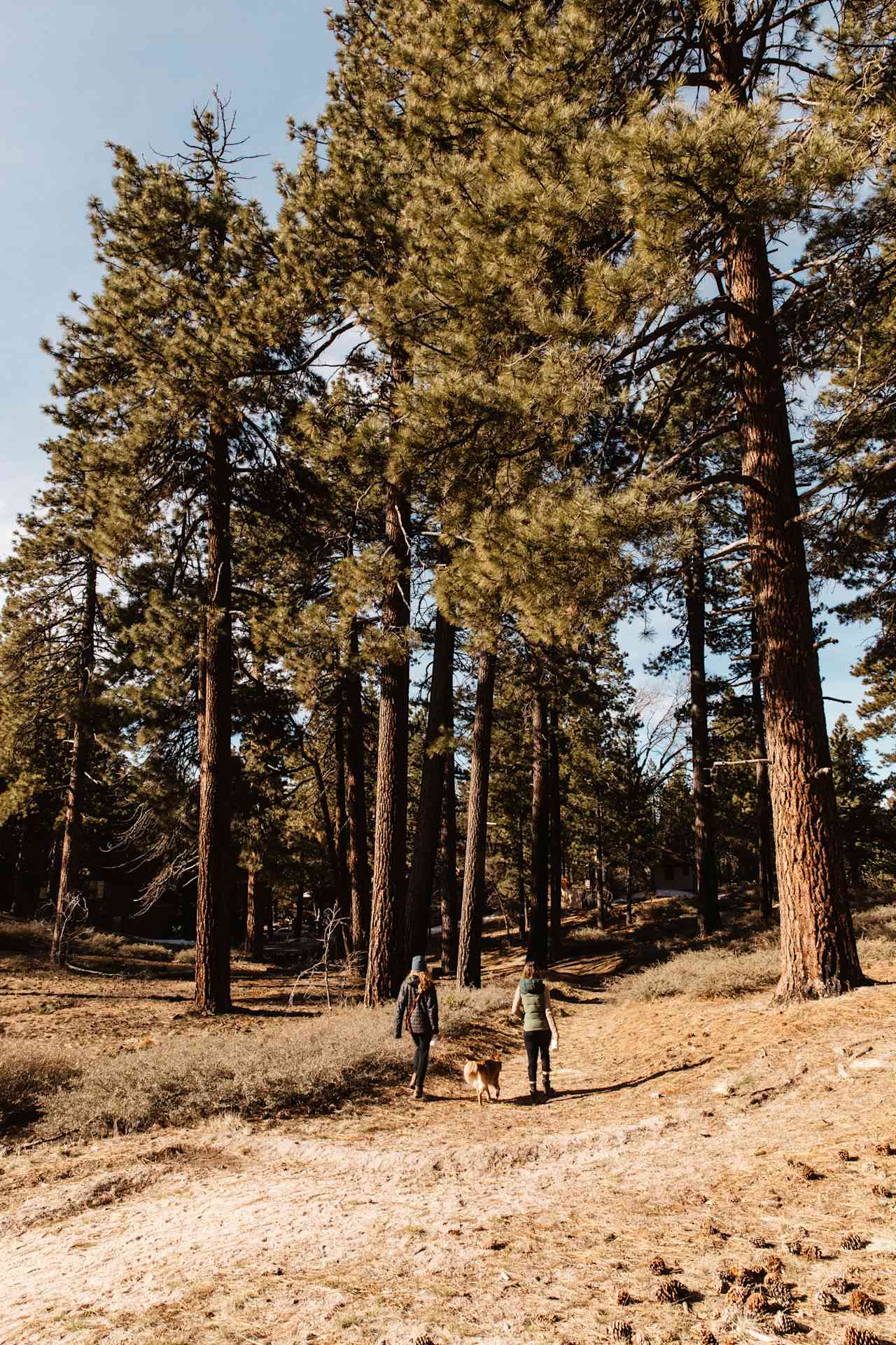 The tallest trees I've ever seen!