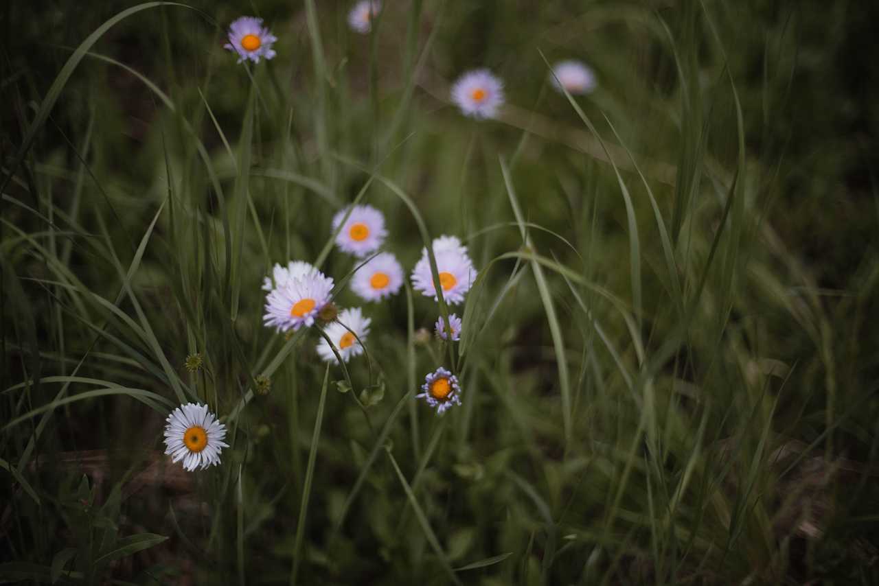 Beautiful wildflowers at the campsites