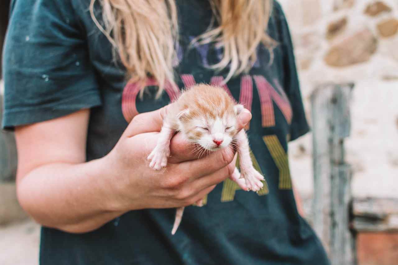 Newborn kittens