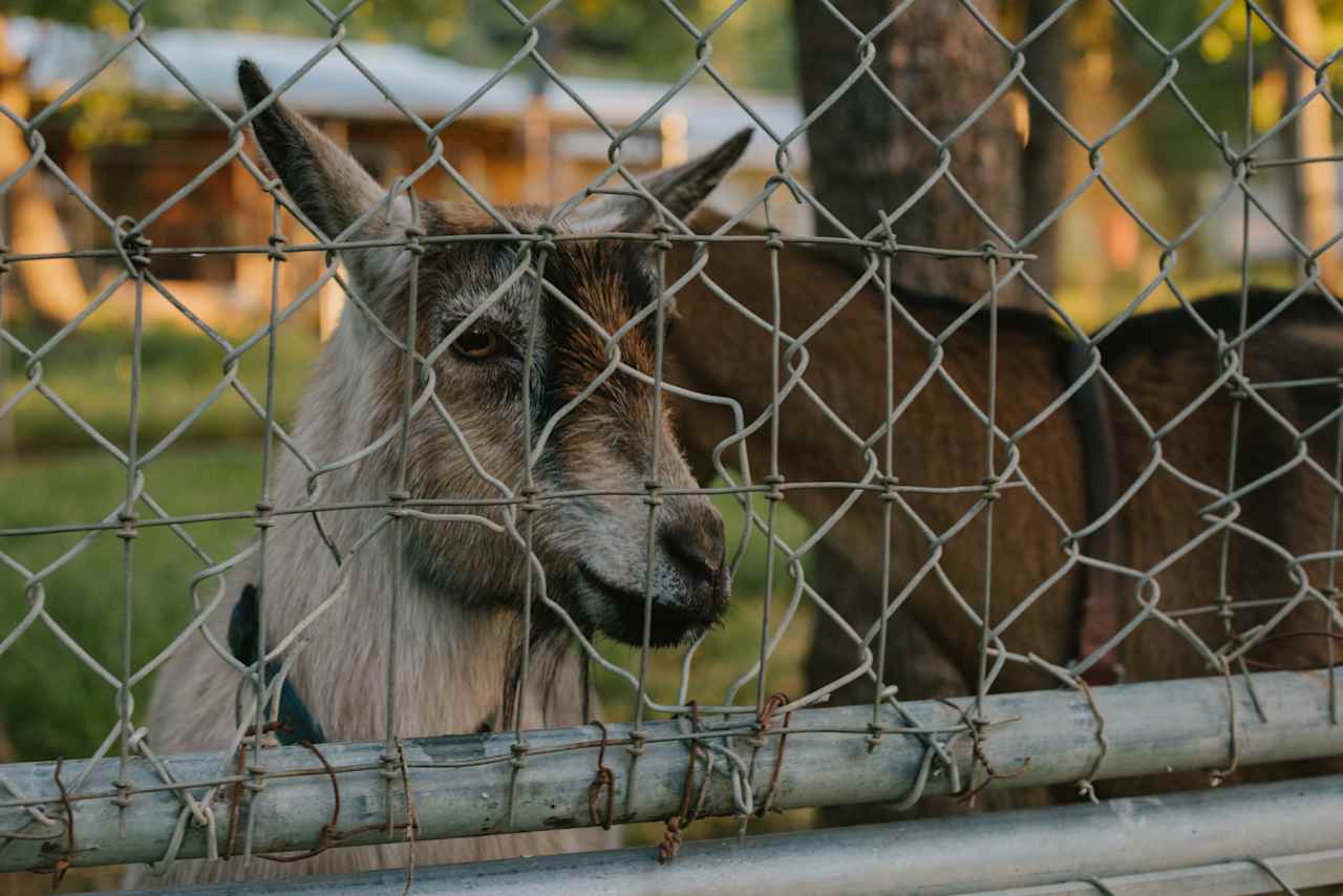 A couple of curious goats on the property. They even have goats milk for sale!