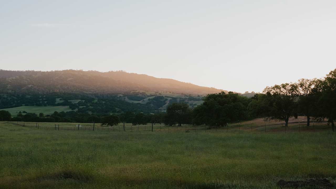 Beautiful light seeping into the meadow.