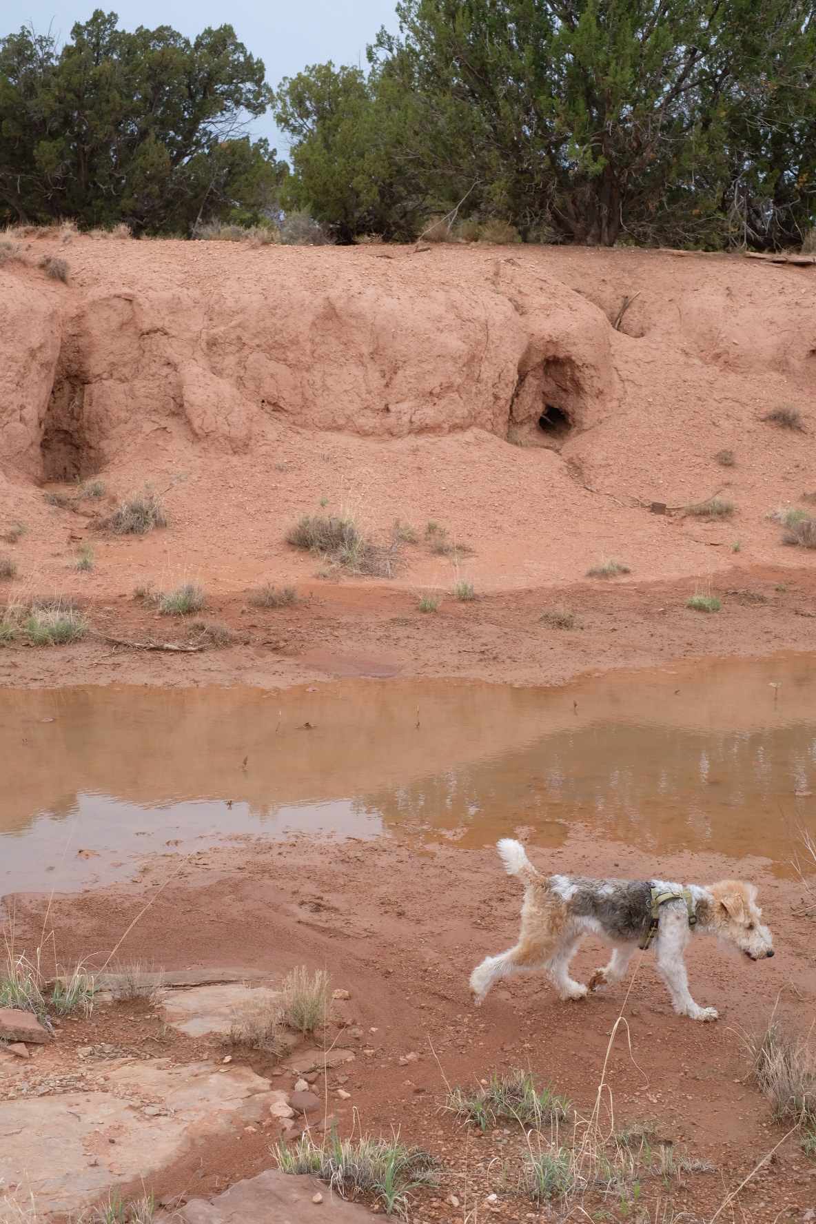 A wash runs through the property and during the rainy season may contain some water. Jackrabbits are all over the place in this area.