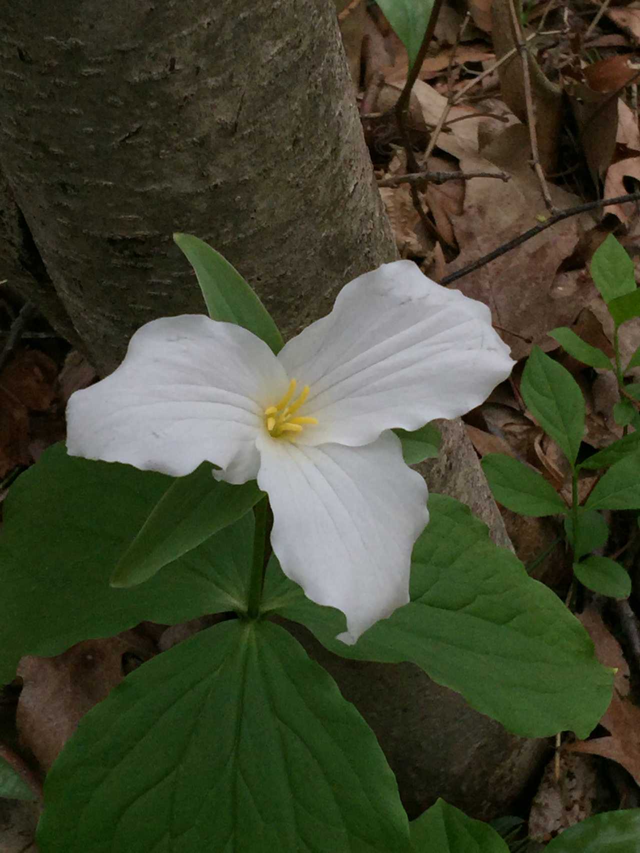 Take the time to enjoy trillium closeups. P