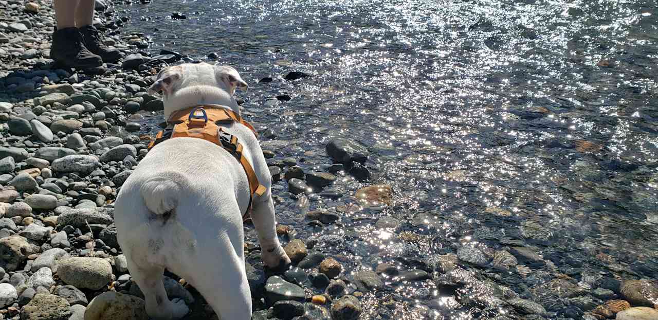 Bulldog approved! Loved that dogs could be offleash and enjoy the site. There are poop bags available next to the outhouse if you need them