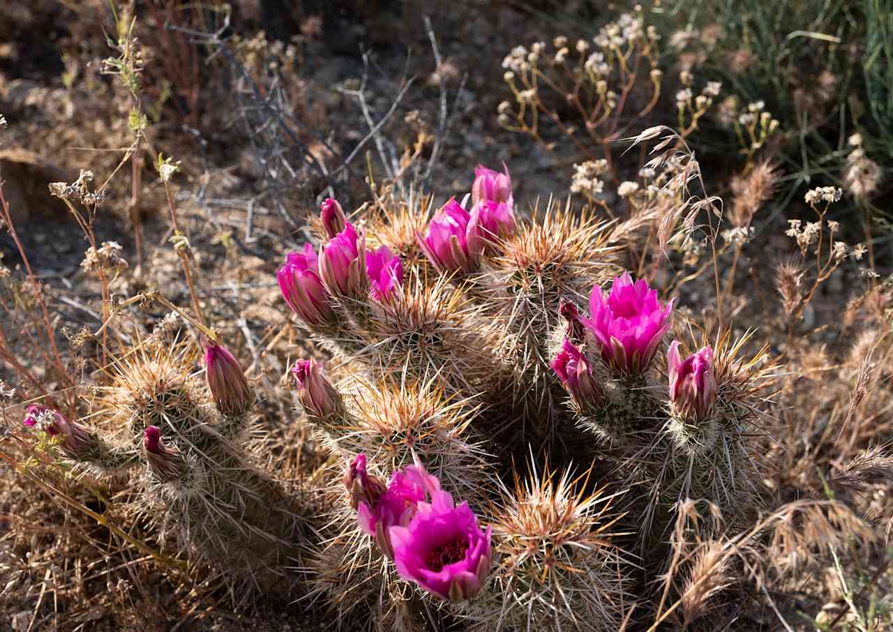 We came at the perfect time for all of the cactus blooms!