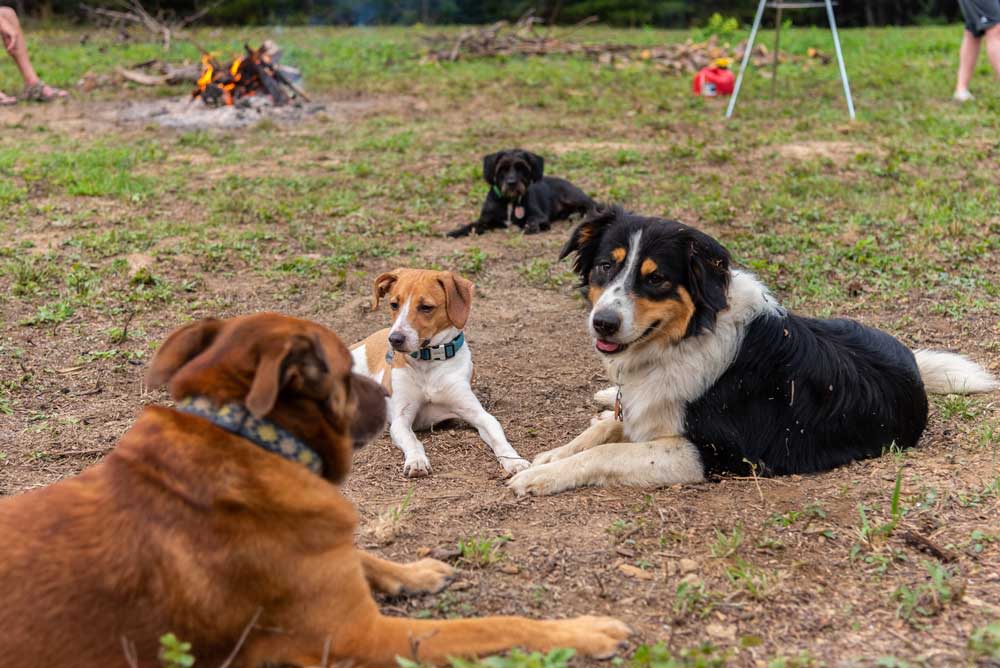 Pets welcome.  Friendly pets welcome off leash.