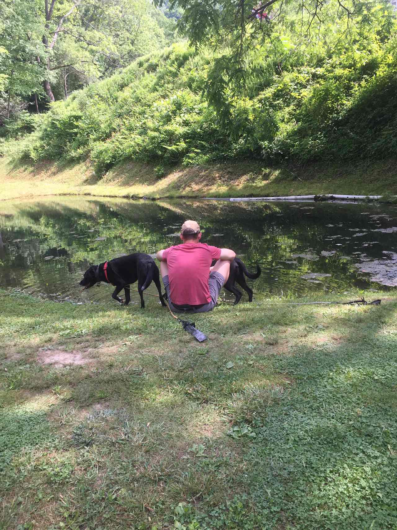 Feeding fish in the pond.