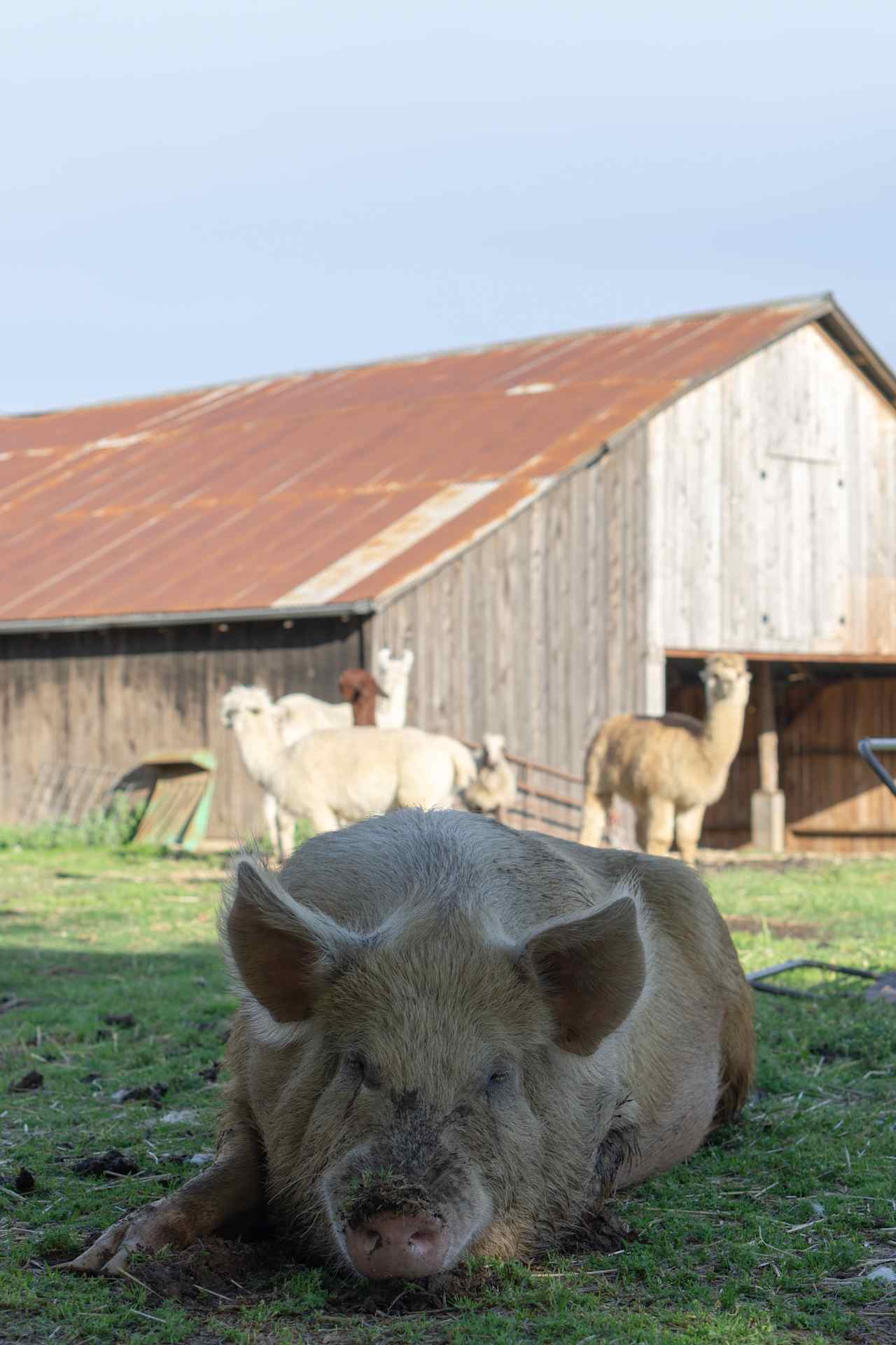 Love Creek Sanctuary!