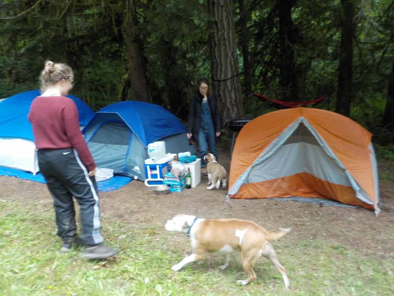 You can bring your dogs. Please keep them on a leash so they are under control and not chase the resident kitty cat!