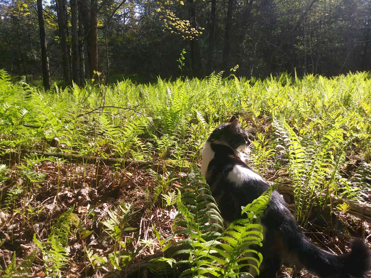 Fern Valley abuts one of our streams, and Tommy loves it, too