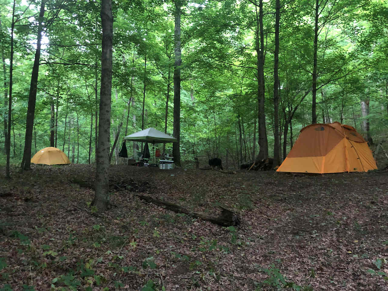 Private Forest Campsite