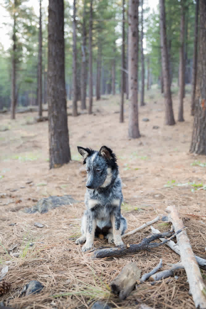 Alpine Valley /|\ Tahoe-Toiyabe NFs