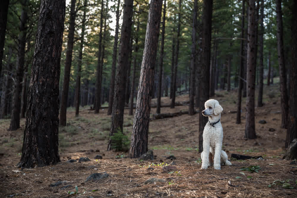 Alpine Valley /|\ Tahoe-Toiyabe NFs