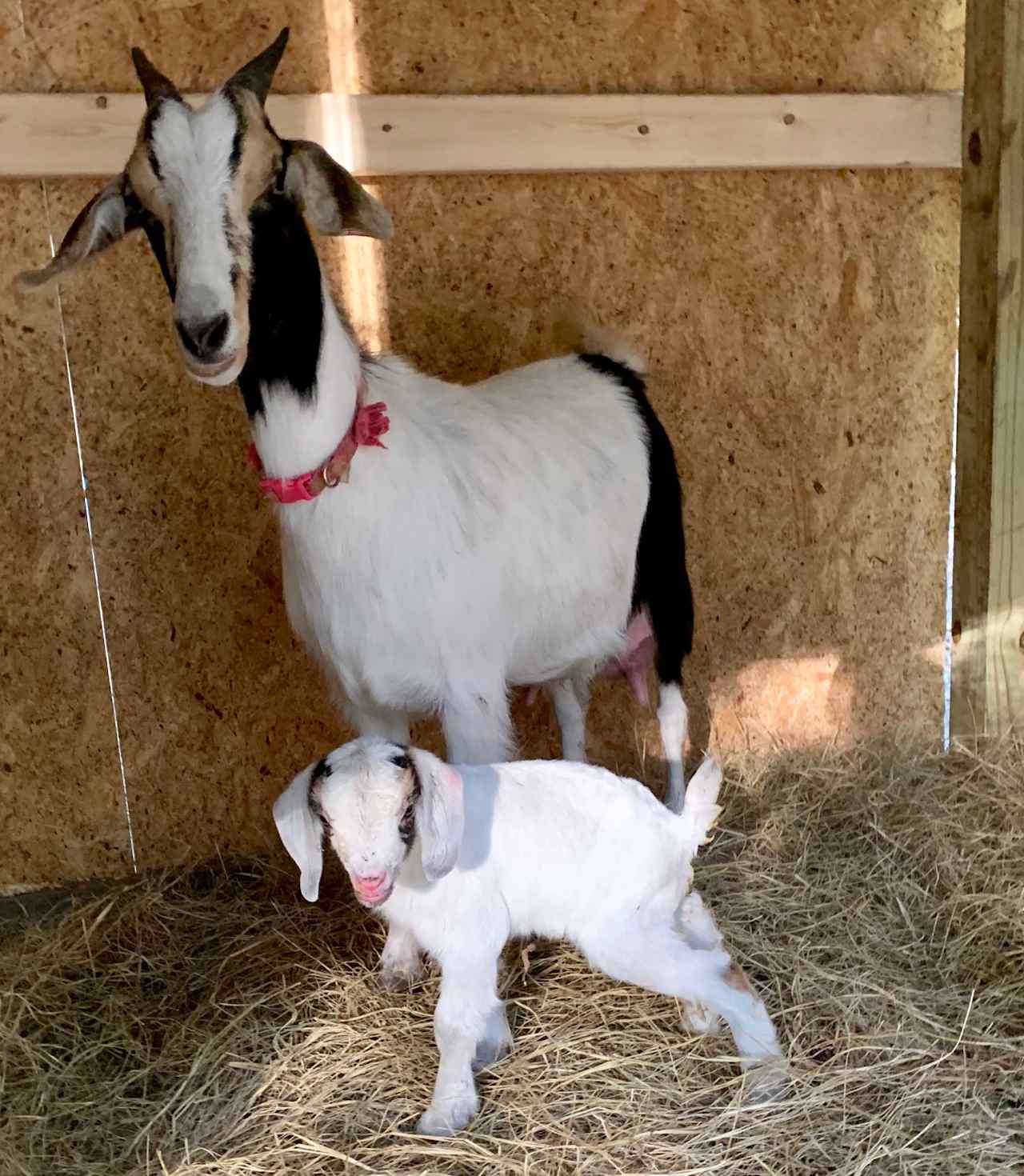 Ella and Baby Daisey