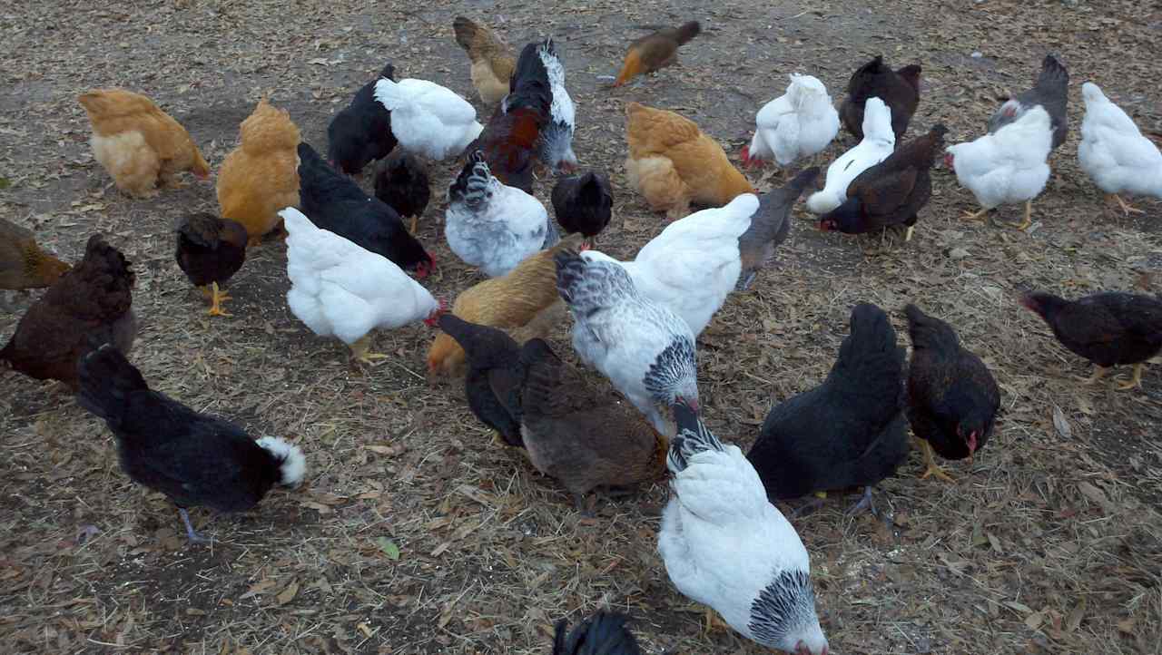 Fun in the Farm yard