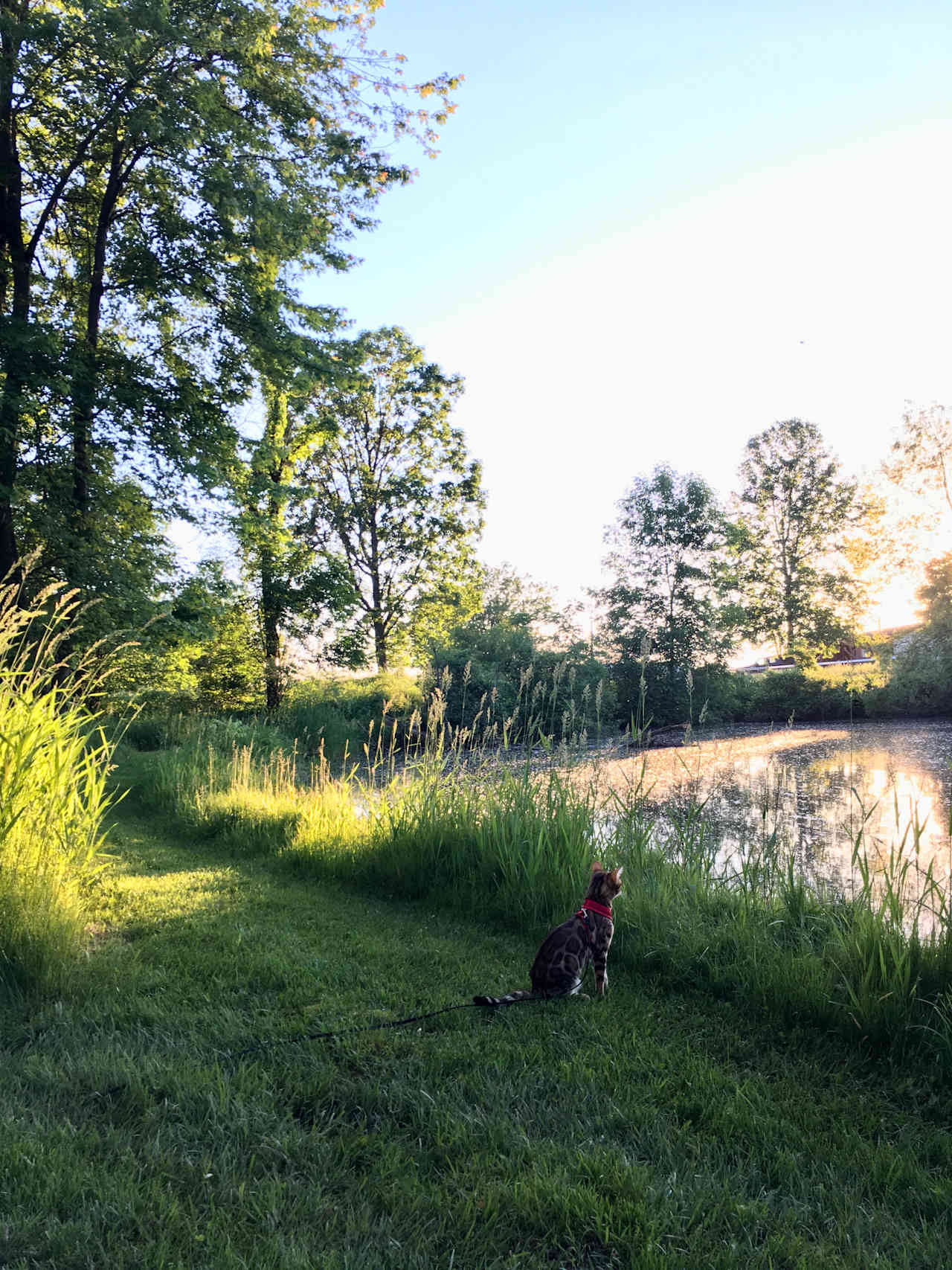 Songdog Meadows