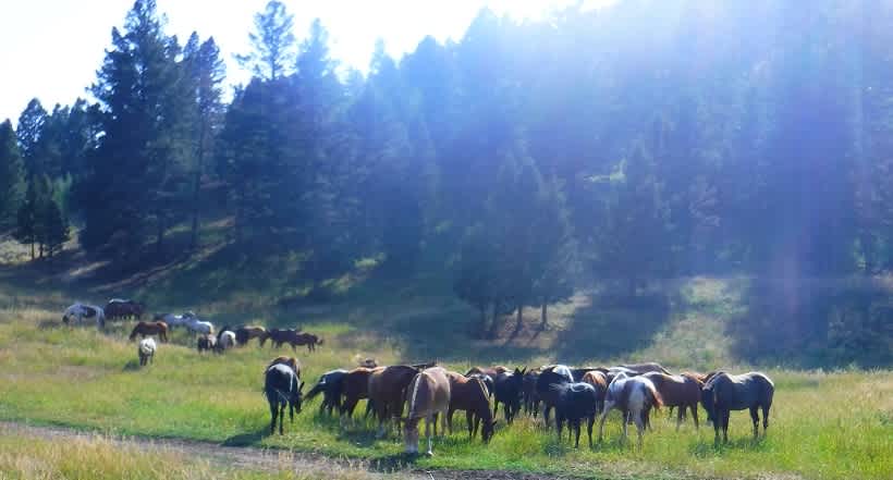 Specimen Creek herd