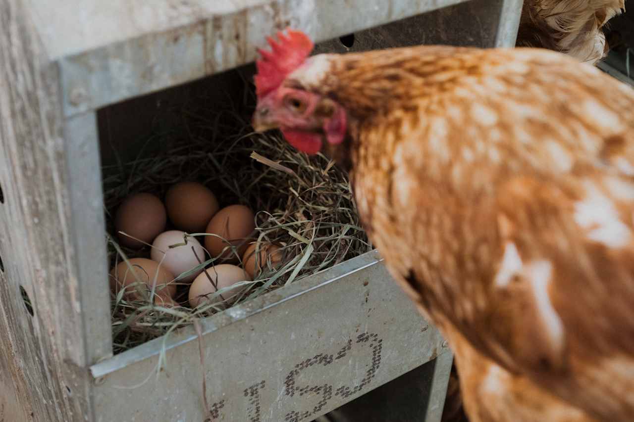 Fresh eggs right from the nesting boxes. 