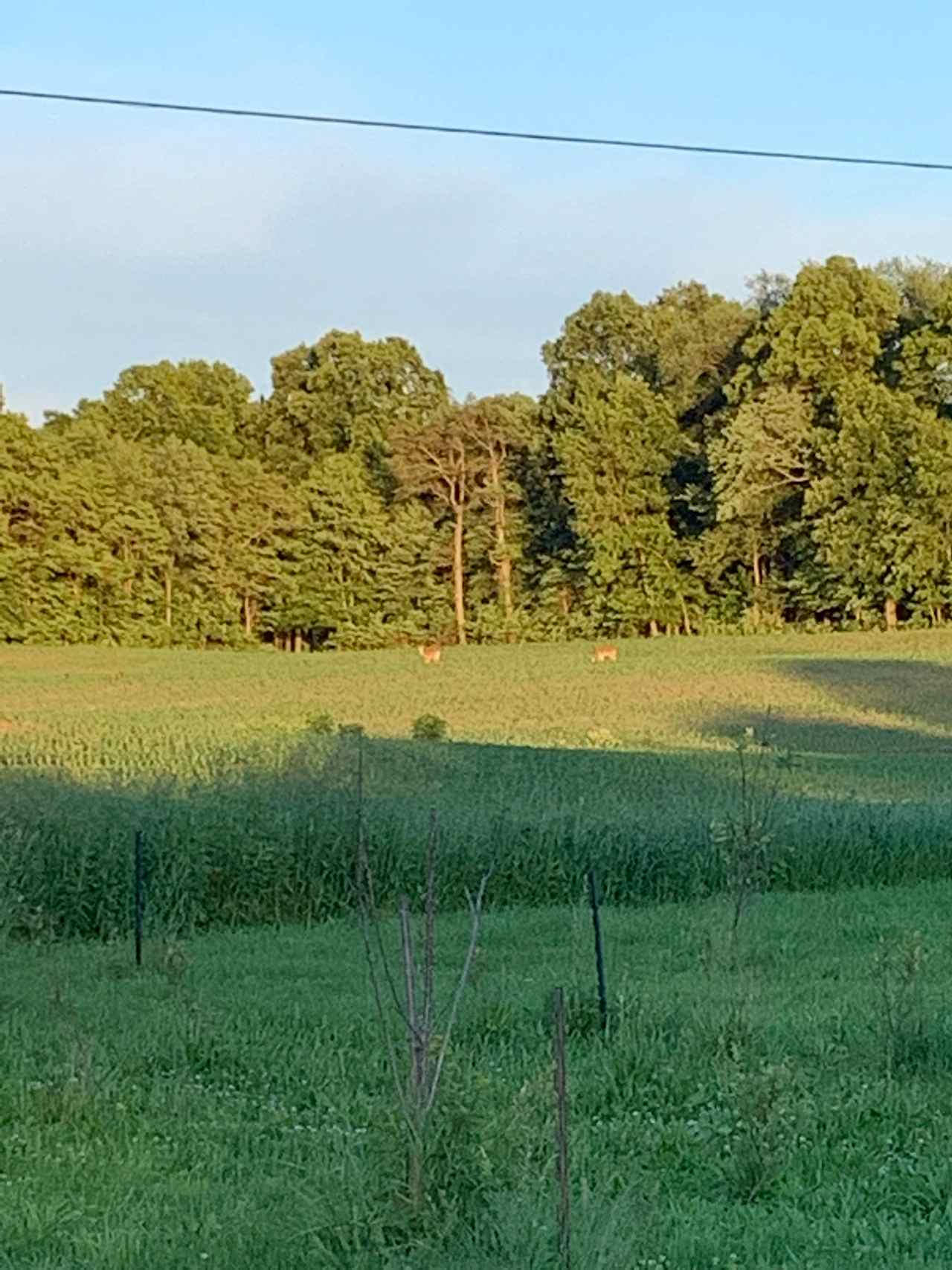 Deer 6/19