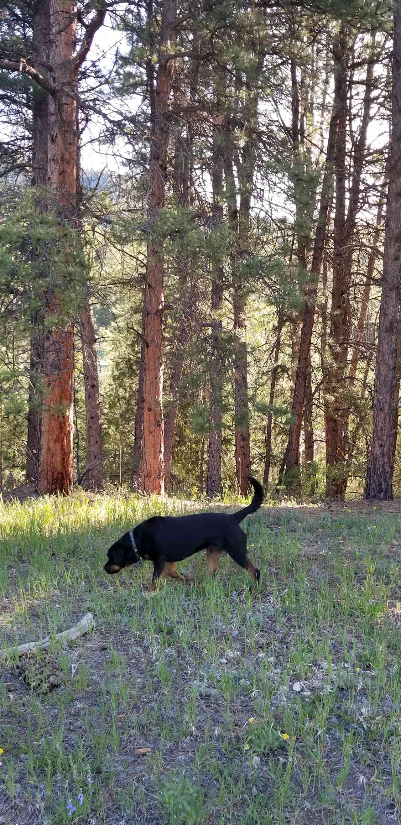 Sites private and only see other campers during drive to specific site.  Dogs can roam but there is wildlife there (bears, coyotes, mountain lions) - we didn't see any.