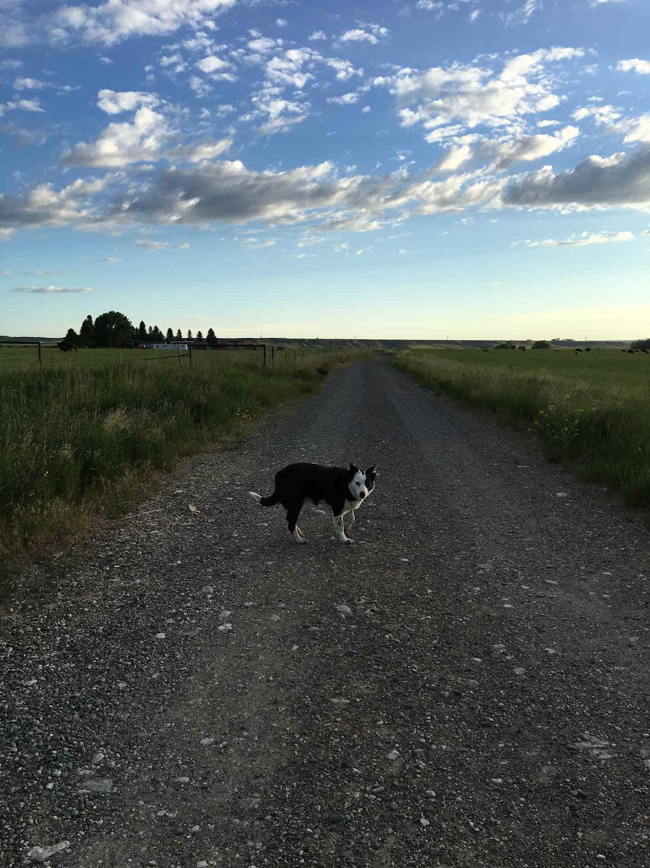 Lucy, a border collie, loves to go for walks