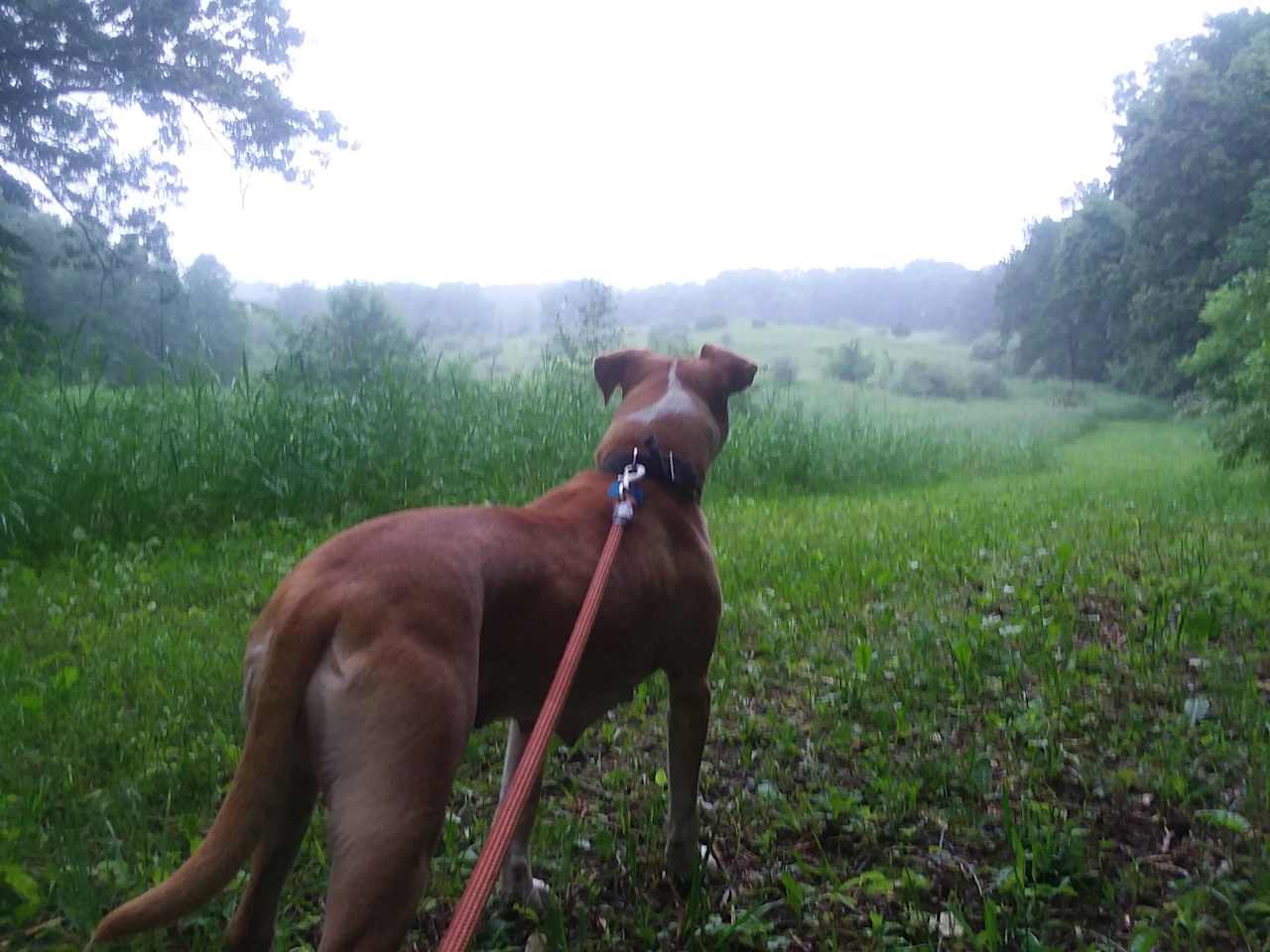 Marzi Adventure dog leading the way to the back nature preserve land. Dogs are allowed but must be on leash.