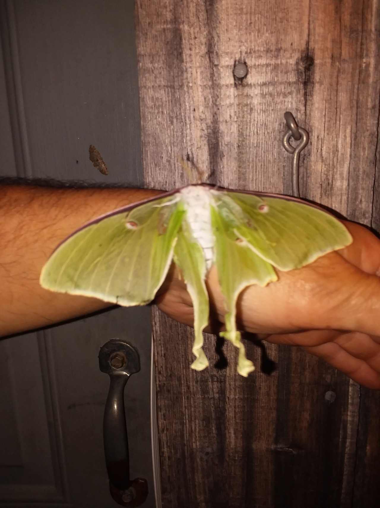 Lunar moths and lightning bugs